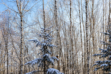 Wall Mural - snow-covered little fir tree and bare birch grove