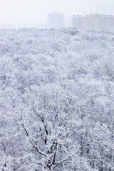 Wall Mural - snowfall over city park on winter day