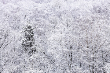 Wall Mural - snowy trees in forest in snowfall on winter day