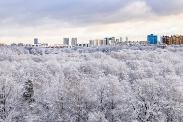 Wall Mural - snowy city park after snowing in winter day