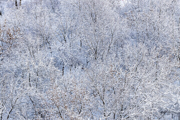 Wall Mural - snowy trees in city park after snowing in winter