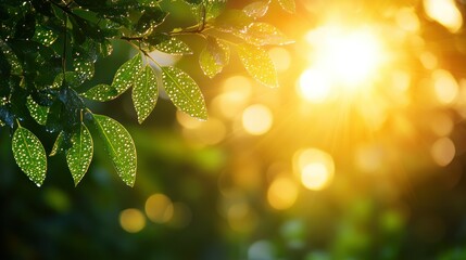 Wall Mural - Dew-kissed leaves, sunrise, forest, bokeh background, nature