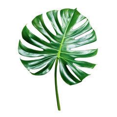 Wall Mural - Detailed close up of a vibrant green monstera deliciosa leaf