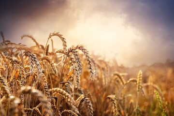 Sticker - wheat field with ripe large ears of wheat against the backdrop of a picturesque sky at sunset