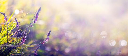 Sticker - lavender field in the rays of the morning sun – delicate purple blooms among green grass, bathed in warm light