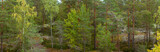 Diverse Finnish Forest with Mixed Birch and Pine Trees Growing Among Rocky Terrain in Autumn