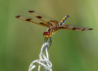 Wall Mural - Calico Pennant Dragonfly