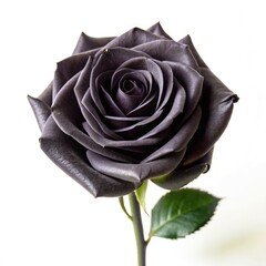 Sticker - Elegant Black Rose on White: A Display of Natural Beauty