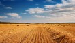 © l1gend - Harvested field, cut straw against bright blue sky. Selective focus, close up