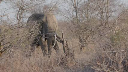 Wall Mural - an elephant pulling on a tree branch at balule nature reserve of kruger national park in south africa