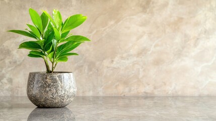 Canvas Print - Green plant in pot on marble surface, beige wall background. Home decor