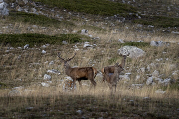Wall Mural - Herd of red deers in the mountains. Deers during rutting season in Spain. 