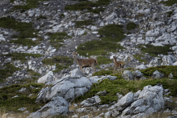 Wall Mural - Herd of red deers in the mountains. Deers during rutting season in Spain. 