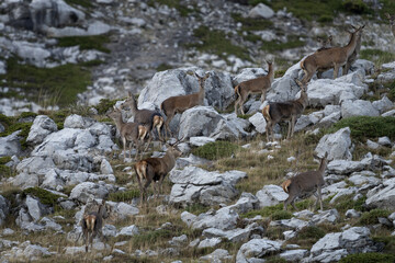 Wall Mural - Herd of red deers in the mountains. Deers during rutting season in Spain. 