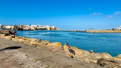 Poster - Rabat coastline with cats and historic view