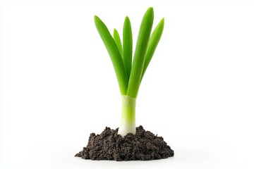 Wall Mural - Green onion plant is growing in the dirt