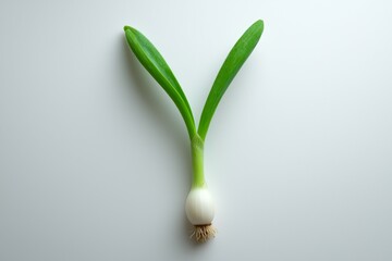 Wall Mural - Green onion is cut in half and placed on a white background