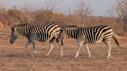 Wall Mural - a tracking clip of two zebra mares walking at sunset in balule nature reserve at kruger national park of south africa