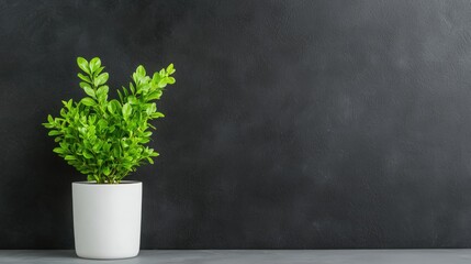 Wall Mural - Green plant in white pot against dark wall