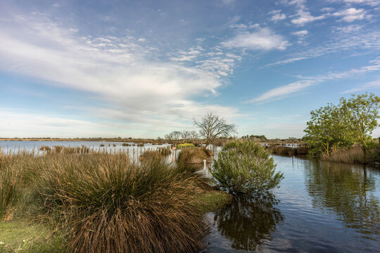 Different aspects of the swamp landscape of the camargue, france, in early spring
