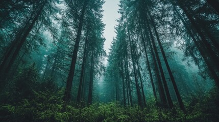 Poster - Tall trees stretch skyward, their verdant foliage filtered through the soft mist. Lush ferns carpet the forest floor, inviting exploration and discovery of nature’s hidden wonders