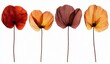 © A4719 - Four different shades of dried poppy flower petals, isolated on white background, displaying various shades of orange, red, and brown. Delicate