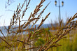 © Andrea - ARBUSTO NATURALEZA CERCA DEL MAR COSTA