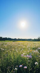 Wall Mural - Open Field of Wildflowers Under Clear Blue Sky and Bright Sun