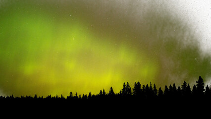 Wall Mural - panorama of green aurora northern lights and many stars over a northern forest