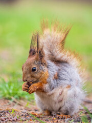 Wall Mural - Squirrel eats a nut while sitting in green grass. Eurasian red squirrel, Sciurus vulgaris