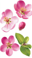 Wall Mural - Pink flowers and green leaves on white background, vibrant and detailed