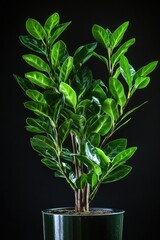 Poster - A small potted plant with green leaves sits against a black background, perfect for use in designs where contrast is key