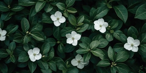 Wall Mural - A group of white flowers sit atop green leaves, ready for display