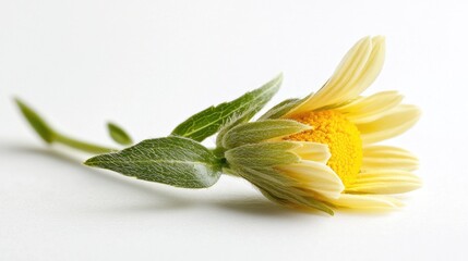 Poster - A bright yellow flower sits alone on a clean white background, perfect for any theme or design