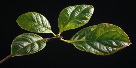 A detailed view of a single leaf attached to its branch, highlighting the texture and pattern