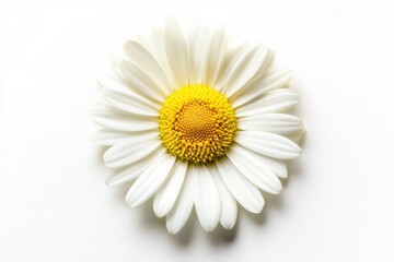 Aufkleber - a detailed view of a single flower on a clean white background