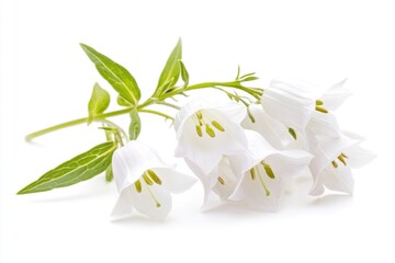 Wall Mural - A collection of white flowers sit atop a white surface, ready for decoration or display