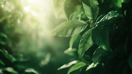 Poster - Close-up of vibrant green leaves with soft sunlight filtering through.