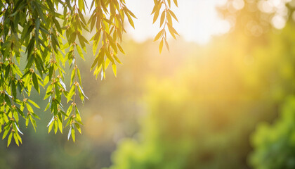 Wall Mural - Willow branches bathed in dawn light, serene nature reserve