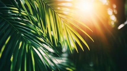 Poster - Lush green palm leaves illuminated by soft sunlight, creating a serene tropical atmosphere.