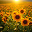 © Gail - Sunflowers with vivid orange petals, glowing under the afternoon sun in a sprawling field, their heads turned toward the light