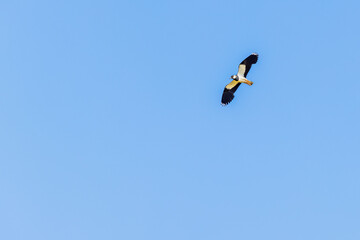 Wall Mural - Northern lapwing flying flying on a blue summer  sky