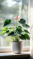 Wall Mural - a potted anthurium plant by the window in minimalist style of indoor plants