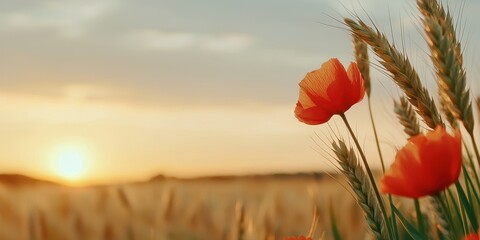 Poster - A serene sunset scene featuring vibrant poppies contrasted against golden wheat, capturing the essence of nature's beauty.