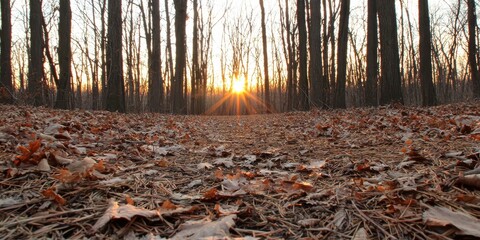 Aufkleber - A serene forest scene at sunset, with trees silhouetted against the orange sky and fallen leaves carpeting the ground.