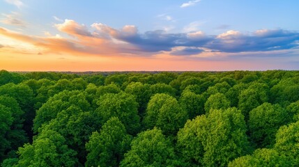 Aufkleber - A vibrant aerial view of a lush green forest under a colorful sunset sky, showcasing the beauty of nature and tranquility.