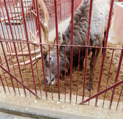 Wall Mural - A deer is in a pen with a fence