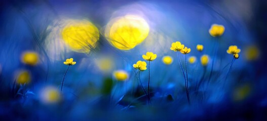 Poster - Delicate Yellow Flowers Blooming Amidst Abstract Blue Background with Artistic Bokeh Effect in Nature During Early Morning or Evening Light