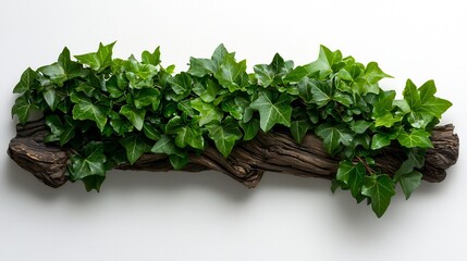 Wall Mural - Lush Arrangement of Ivy Vines with Heart-Shaped Leaves on