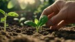 © Елена Григорова - Farmers hands gently planting seeds in rich soil under bright sunlight during the growing season. Generative AI